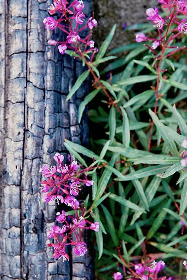 At this top Canadian luxury ranch and wilderness lodge, experience the stark beauty and wild allure of Siwash Lake, where the raw power of nature will stir your soul.